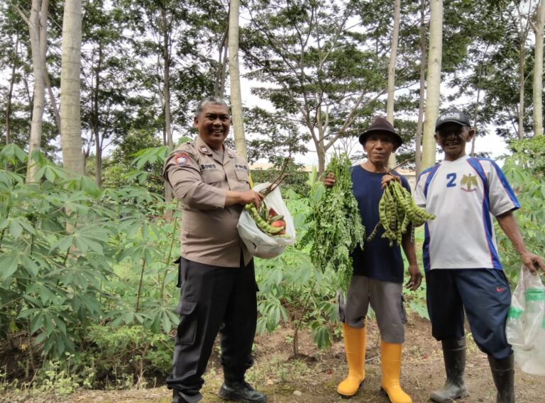 Pak Bhabin Penggerak Ketahanan Pangan: Aksi Inspiratif Manfaatkan Lahan Kosong dan Kepedulian Aiptu Pudji Untuk Petani