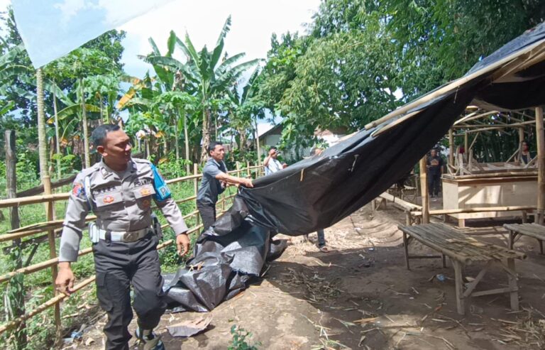 Tegas Berantas Perjudian Polisi Bongkar Lima Arena Sabung Ayam di Jember
