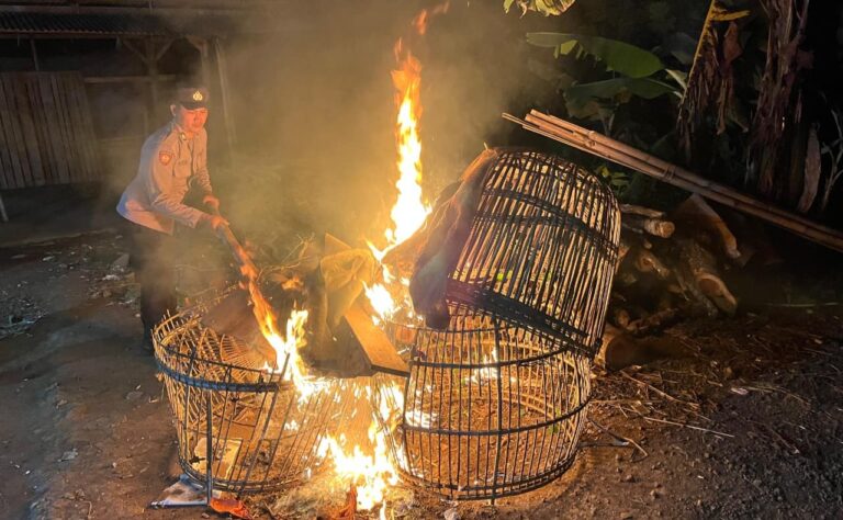 Polisi Bongkar Dua Lokasi Arena Judi Sabung Ayam di Malang