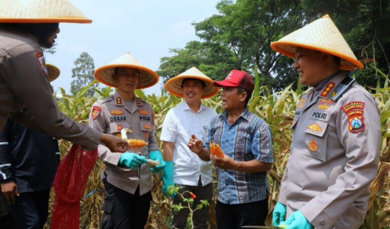 Dukung Swasembada Pangan Nasional: Polresta Malang Kota Panen Raya Jagung Serentak Kuartal III 2025