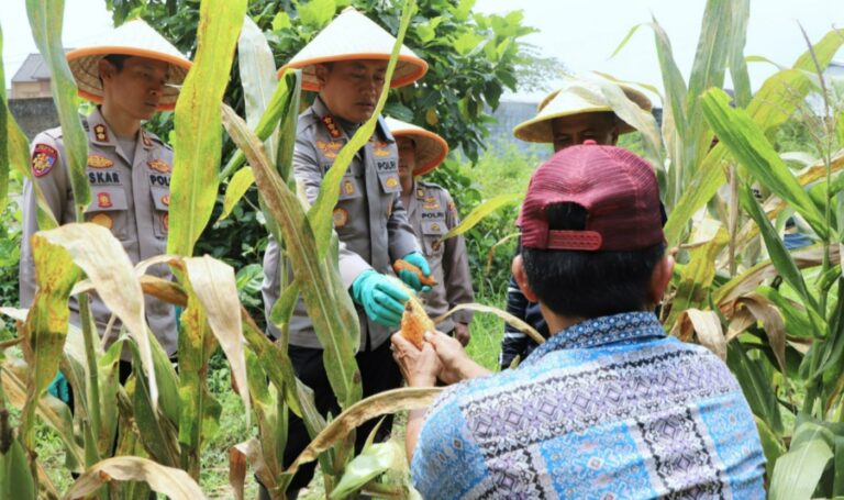 Dukung Swasembada Pangan Nasional Polresta Malang Kota Targetkan Lahan 26,35 Hektar untuk Kuartal IV
