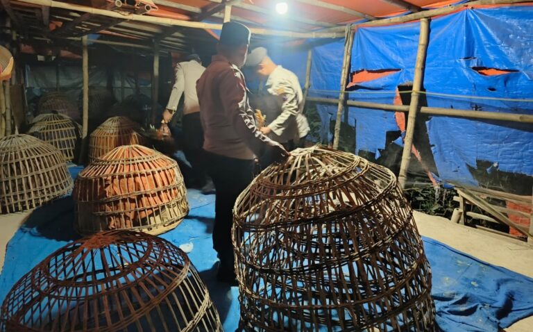 Polres Lamongan Bongkar Arena Judi Sabung Ayam di Dua Lokasi