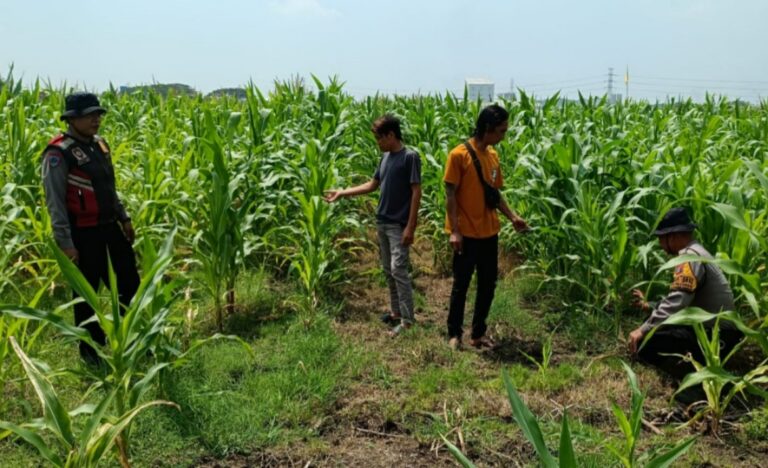 Polresta Sidoarjo Optimalkan Swasembada Pangan, Dampingi Petani Jagung di Krembung