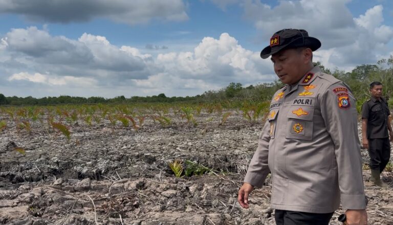 Kapolda Riau Datangi Lokasi Perusakan Mangrove Seluas 118 Hektare di Rohil, 2 Pelaku Ditangkap