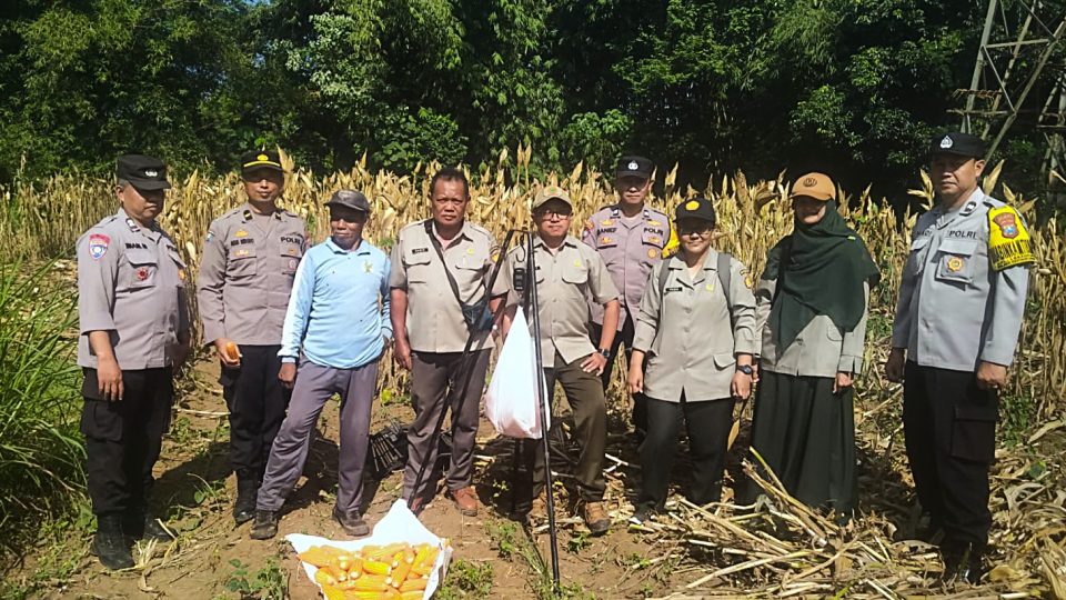 Panen Jagung, Polresta Malang Kota Perkuat Ketahanan Pangan Bersama Petani Kedungkandang