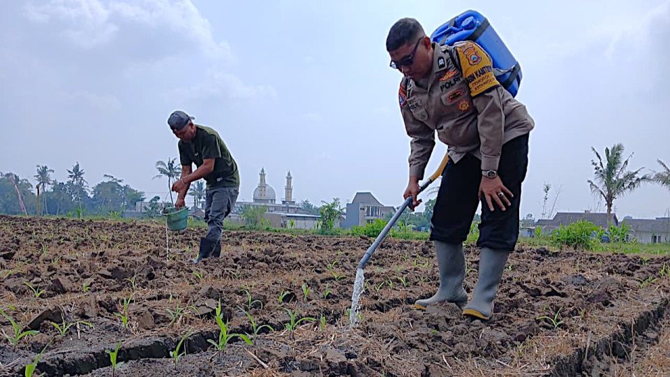 Motor Penggerak Ketahanan Pangan, Pak Bhabin Paling Aktif Dampingi Petani Mulai dari Survei Lahan hingga Panen
