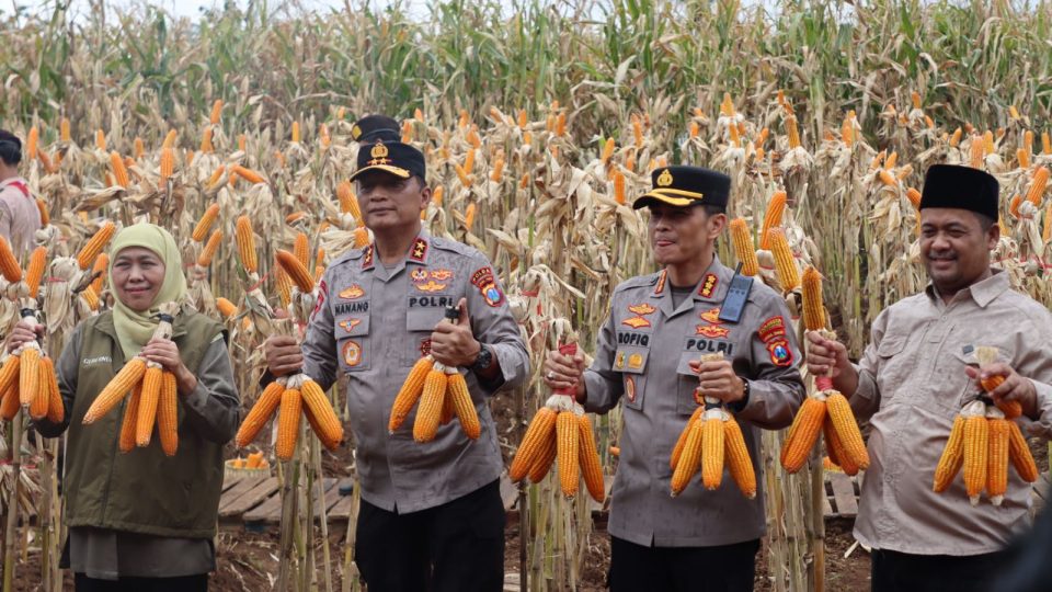 Kapolda Jatim dan Gubernur Panen Jagung di Green Farm Banyuwangi Penuhi Target Swasembada Pangan
