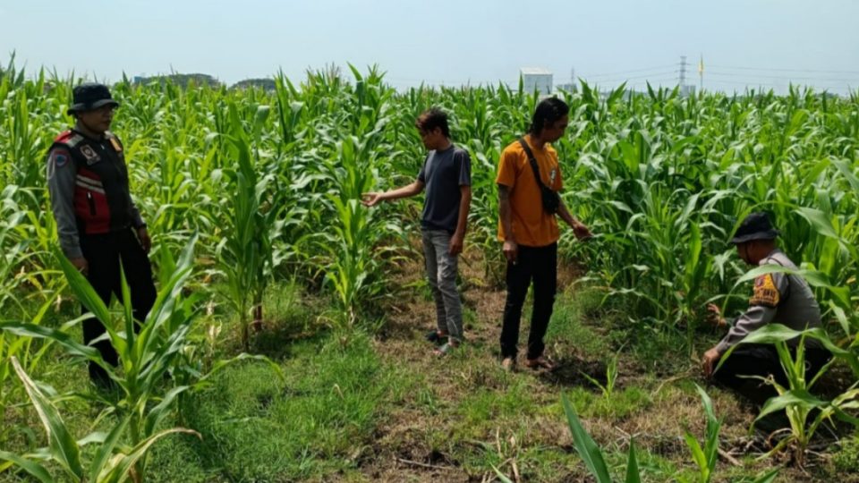 Keterlibatan Polri dalam sektor pertanian merupakan bentuk nyata dukungan program pemerintah dalam menjaga ketahanan pangan