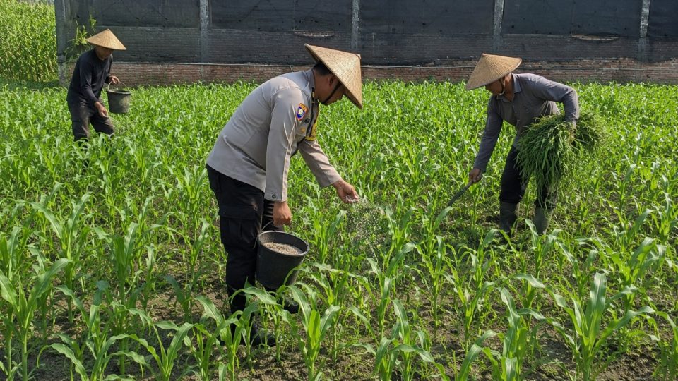 Pak Bhabin Aiptu Suwandi Penggerak Ketahanan Pangan, Dampingi Petani Jagung di Kota Malang