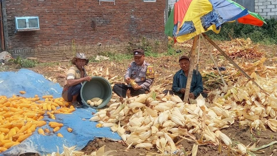 Panen 8 Kuintal Jagung, Pak Bhabin Polsek Lowokwaru Bantu Petani Panen Hingga Pengupasan Jagung