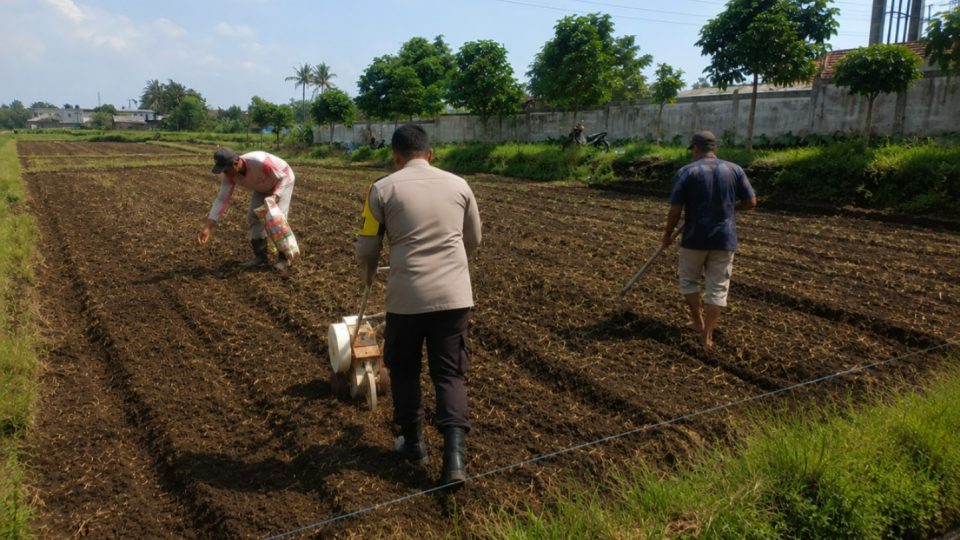 Terus Dukung Ketahanan Pangan Nasional, Pak Bhabin Bersama Warga Mulai Tanam Jagung Kembali