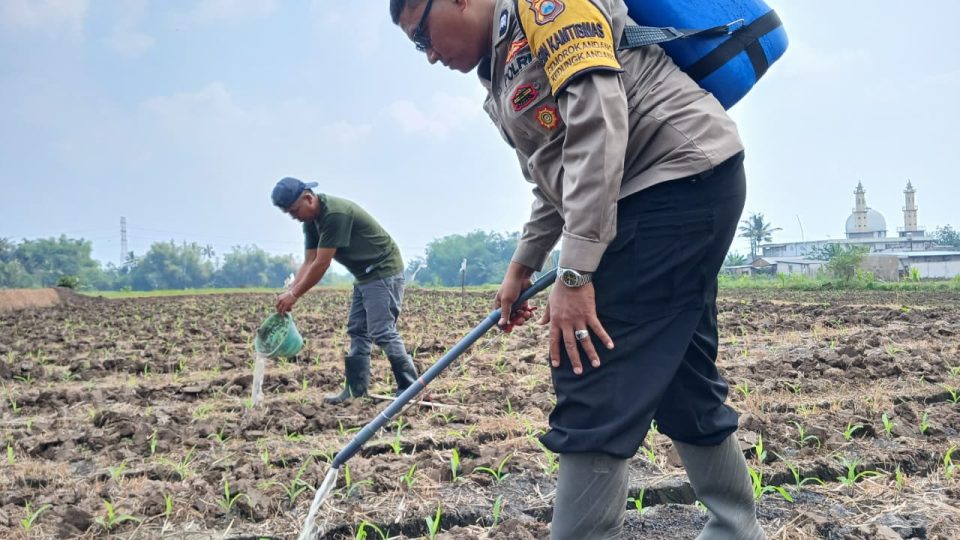 Perkuat Ketahanan Pangan, Pak Bhabin Polresta Malang Kota Turun ke Ladang Dampingi Petani Sirami Tanaman Jagung